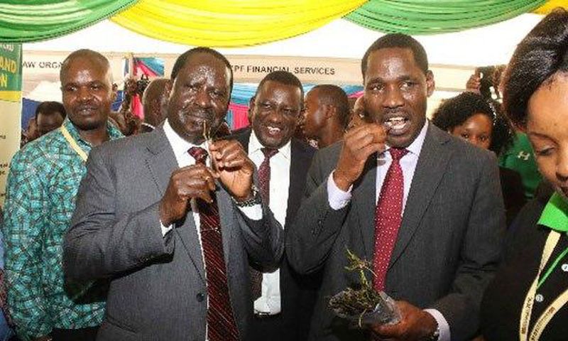 Meru Governor Peter Munya and Nasa leader Raila Odinga chew of Miraa at the Meru exhibition during the last day of the third Annual Devolution Conference in Meru on April 22, 2016.