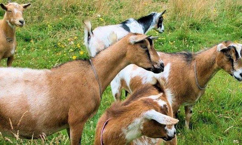 Goats (This picture is for illustration purpose)