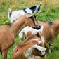 Goats (This picture is for illustration purpose)