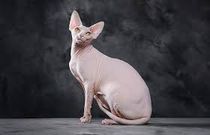 Sphynx cat