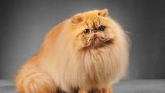 Persian cat