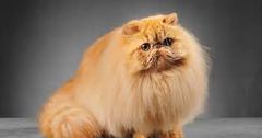 10 most expensive cat breeds globally, how much they cost