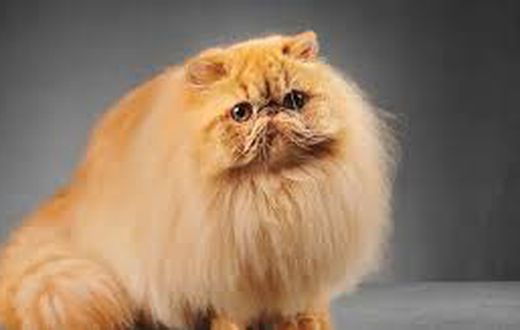 Persian cat