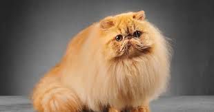 10 most expensive cat breeds globally, how much they cost