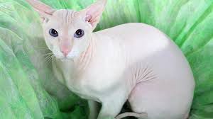 10 most expensive cat breeds globally, how much they cost