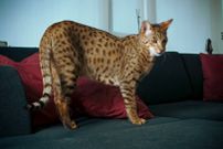 10 most expensive cat breeds globally, how much they cost