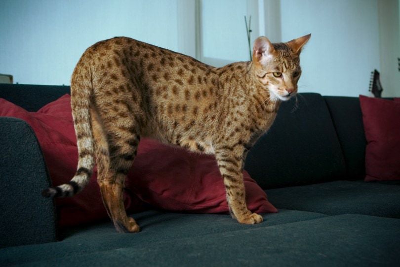 10 most expensive cat breeds globally, how much they cost