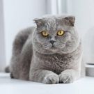 Scottish Fold cat