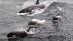 Scientists Track Type D Killer Whales, Rarely Seen by Humans