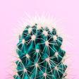 What The Heck Is Cactus Water?