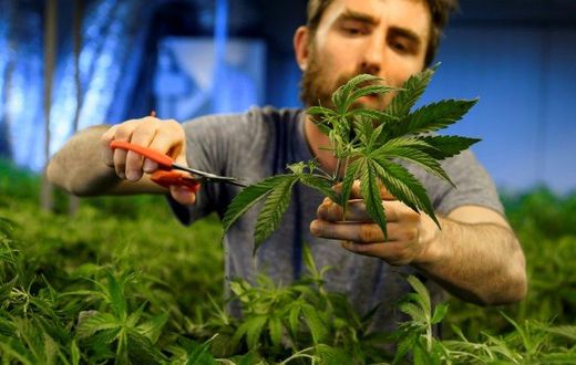 Swiss media have cited estimates that sales of legal cannabis are currently about 100 million Swiss francs (94 million euros) a year