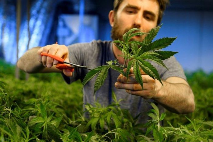 Swiss media have cited estimates that sales of legal cannabis are currently about 100 million Swiss francs (94 million euros) a year