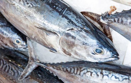 Tuna fish.