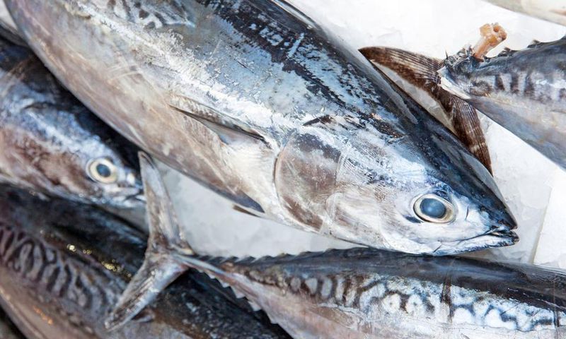 Tuna fish.