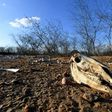 The remains of dozens of cows and donkeys pictured in a rural area of Quixeramobim, in Ceara State, northeast Brazil on February 8, 2017, during the region's worst drought in a century