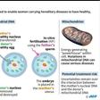 Explanation of IVF using mitochondrial DNA donation, which is designed to allow women carriers of hereditary diseases to have healthy, genetically-related children