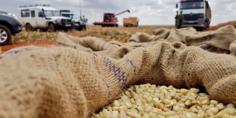 Big payday for 12 maize farmers