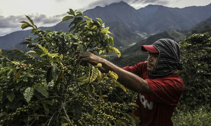 Coffee is Colombia's top export, ahead of oil and mining, but the country doesn't control the sale price