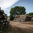 Tropical forests cover more than half of Mozambique's land mass but China's insatiable appetite for rare woods to feed its furniture industry means the country is being stripped of its slow-growing tropical forests