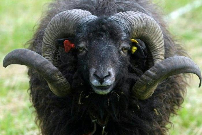 The sheep knocked the pensioner over before trampling him to death