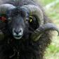 The sheep knocked the pensioner over before trampling him to death