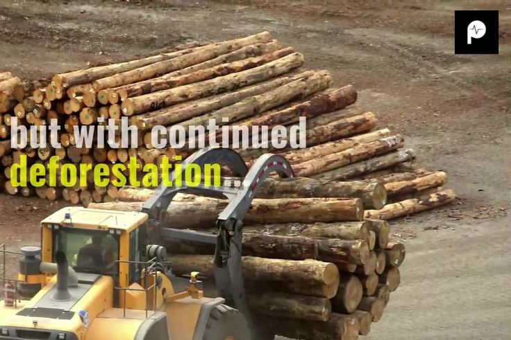 The Earth is Undergoing It's Sixth Mass Extinction