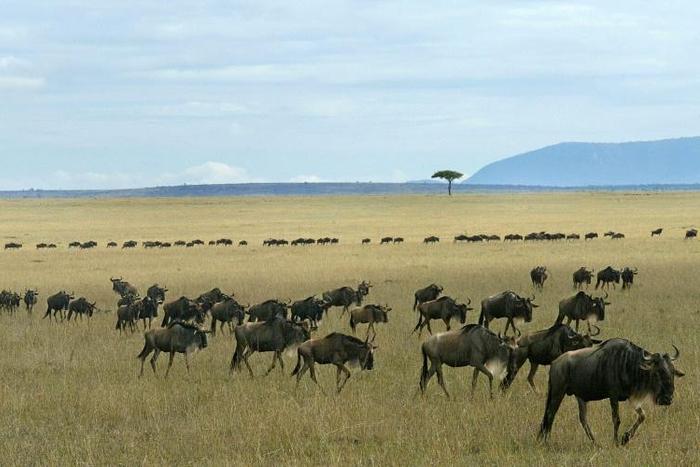 The Cessna plane was heading from the Masai Mara nature reserve, one of the most popular tourism destinations in Kenya