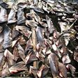 Shark fins fetch a high price in Asia, where they are often used in soups served on special occasions