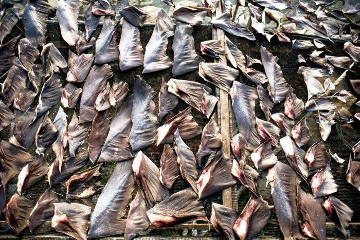Shark fins fetch a high price in Asia, where they are often used in soups served on special occasions