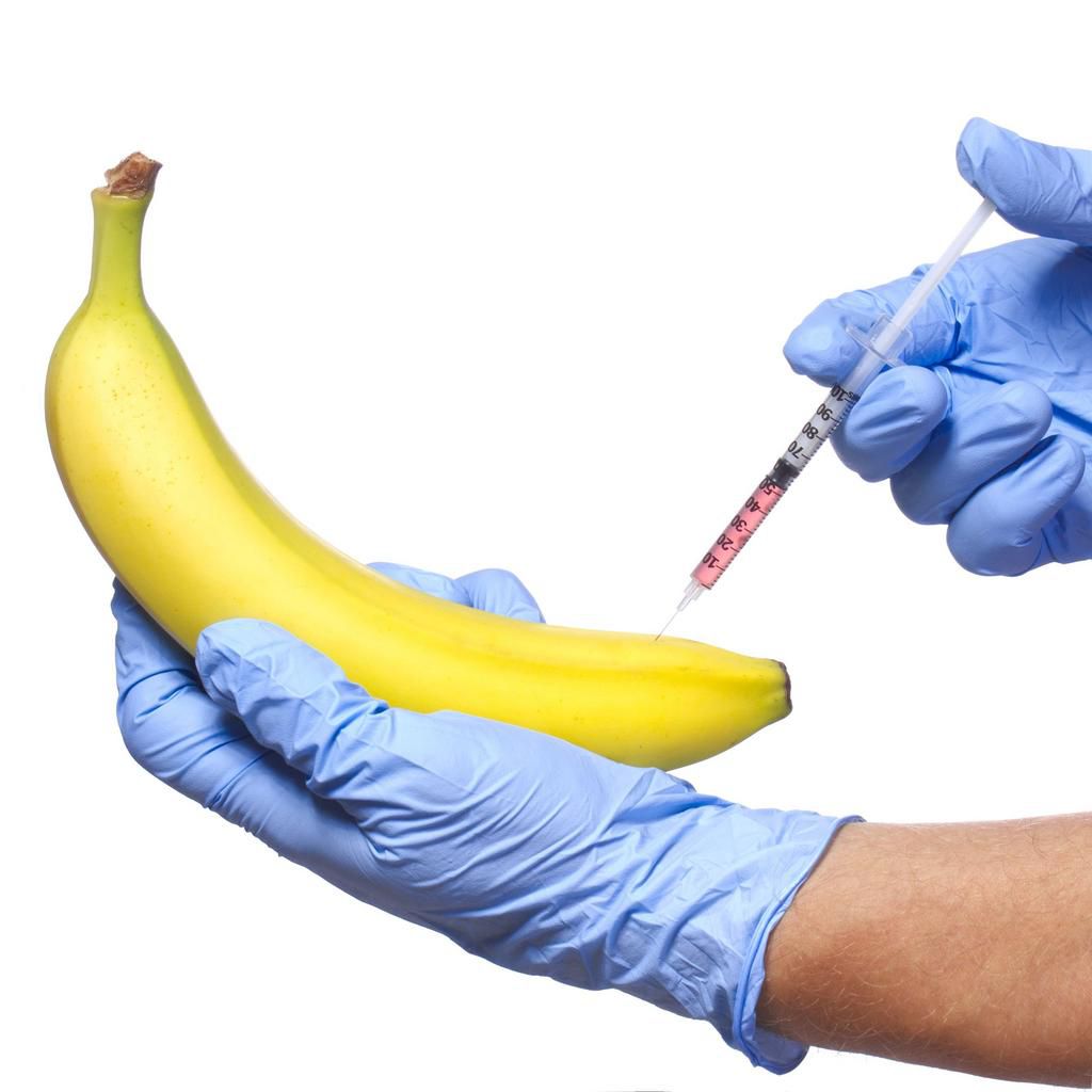 Injection into banana isolated. Genetically modified fruit and syringe