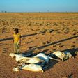 A boy looks at a flock of dead goats in a dry land close to Dhahar in Puntland, northeastern Somalia, on December 15, 2016