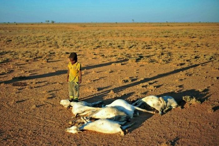 A boy looks at a flock of dead goats in a dry land close to Dhahar in Puntland, northeastern Somalia, on December 15, 2016