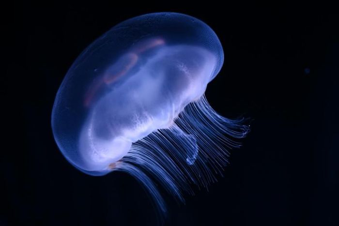 Jellyfish are among the most venomous creatures in the world, but scientists in Australia believe they may have found an antidote for their stings