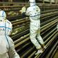 Japan's military is assissting in a second mass cull of poultry as the country suffers an avain flu outbreak