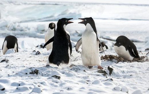 'Penguins' review: A nature documentary veers into fairy tale