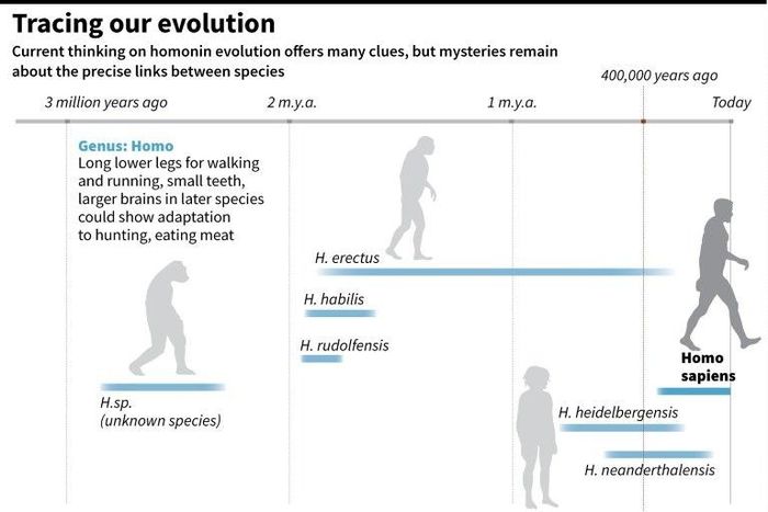 Tracing our evolution