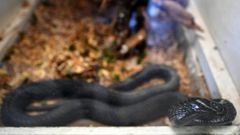 A key challenge, especially in poor, remote areas of the world where most snakebites occur, is that most antivenoms need to be refrigerated