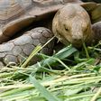 An African spurred tortoise at a turtle conservation centre in Senegal