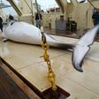 A Japanese whaling fleet has returned to port after an annual Antarctic hunt that killed 333 minke whales as the government pursues the programme in the face of global criticism