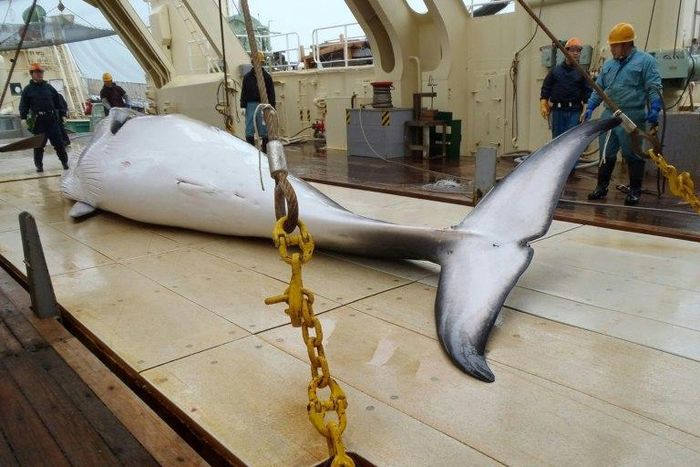 A Japanese whaling fleet has returned to port after an annual Antarctic hunt that killed 333 minke whales as the government pursues the programme in the face of global criticism