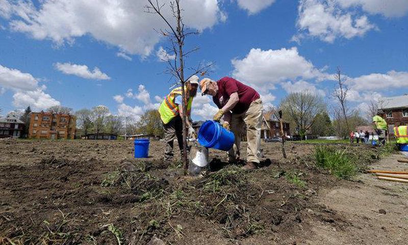 Free trees? Many Detroit residents say no thanks