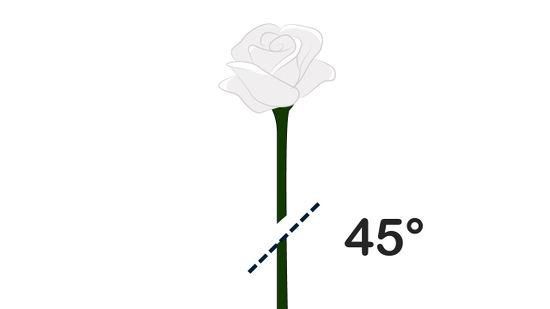 How to cut rose stems (WikiHow)