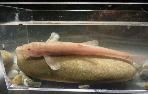 The cave loach was first spotted in the dark, frigid underground caverns at the junction of the Danube River and Aachtopf springs in southern Germany