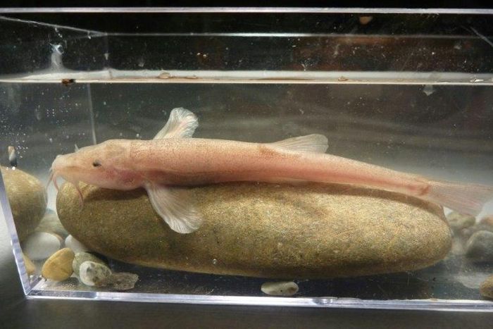 The cave loach was first spotted in the dark, frigid underground caverns at the junction of the Danube River and Aachtopf springs in southern Germany