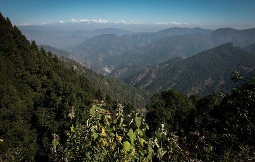 The status of "living entity" was given to two glaciers as well as swathes of the Himalayan environment, including waterfalls, meadows, lakes and forests.