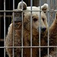 Lula the bear, pictured here, and Simba the lion, were the only survivors of the privately owned Muntazah al-Nour zoo in the eastern half of war-torn Mosul