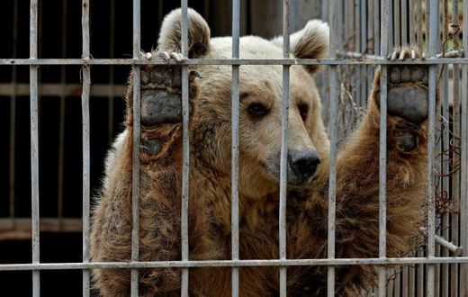 Lula the bear, pictured here, and Simba the lion, were the only survivors of the privately owned Muntazah al-Nour zoo in the eastern half of war-torn Mosul