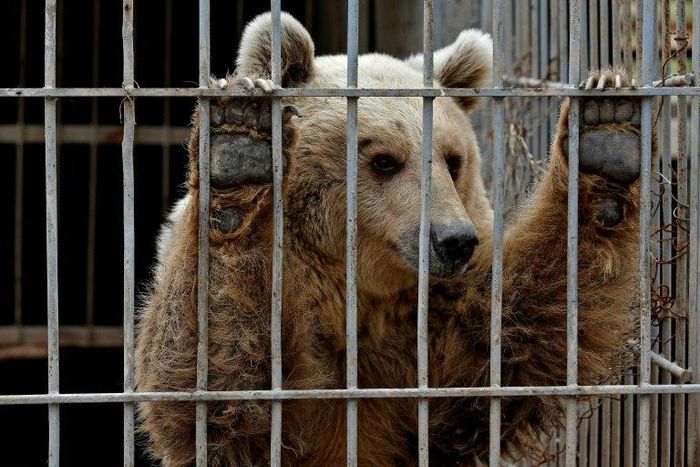 Lula the bear, pictured here, and Simba the lion, were the only survivors of the privately owned Muntazah al-Nour zoo in the eastern half of war-torn Mosul