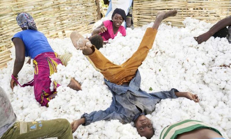 Dyed in the wool: Cotton supports a quarter of the population of Mali, which has retaken the title of Africa's cotton champion