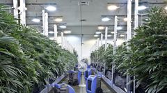 Effort to Legalize Marijuana in New Jersey Collapses